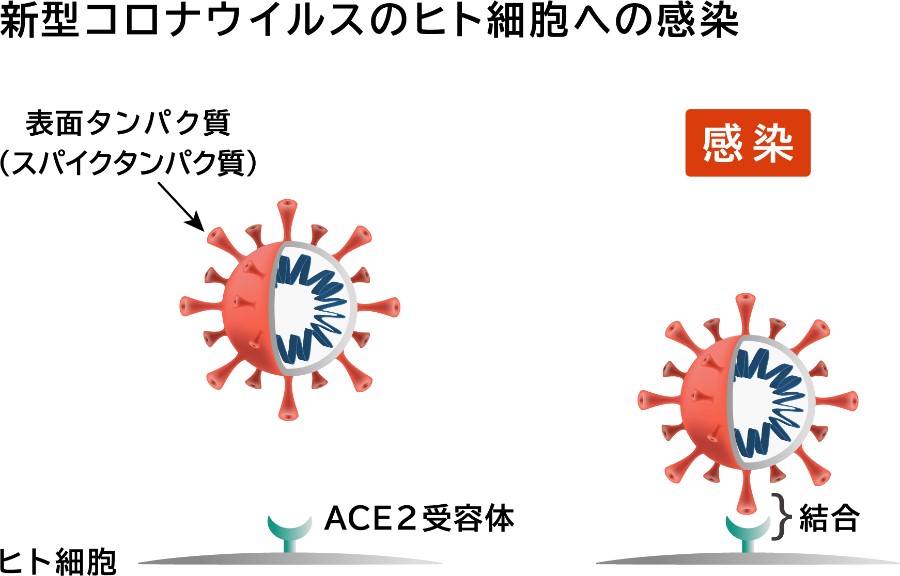 新型コロナウイルスの感染メカニズム研究用製品を発売 | ニュース一覧